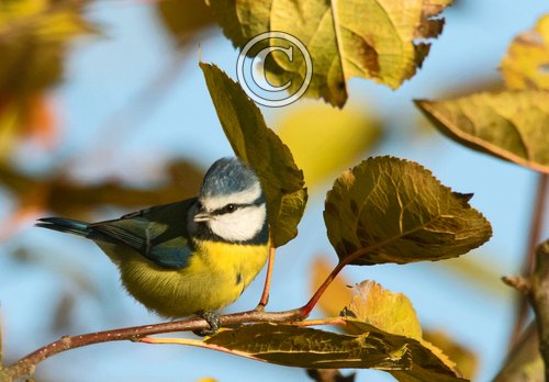 Blue Tit DM1773